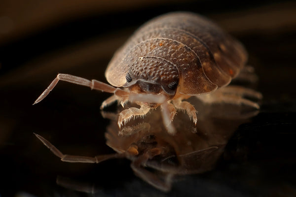 How to get rid of bed bugs and best bed bugs spray