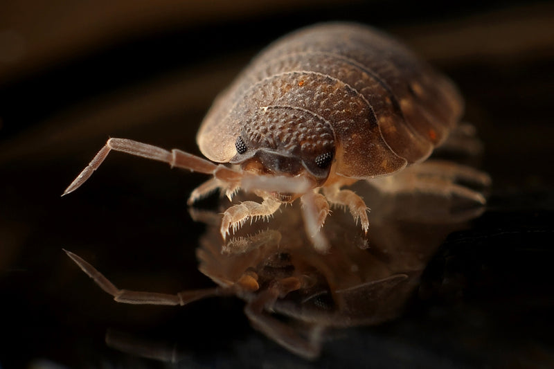 How to get rid of bed bugs and best bed bugs spray