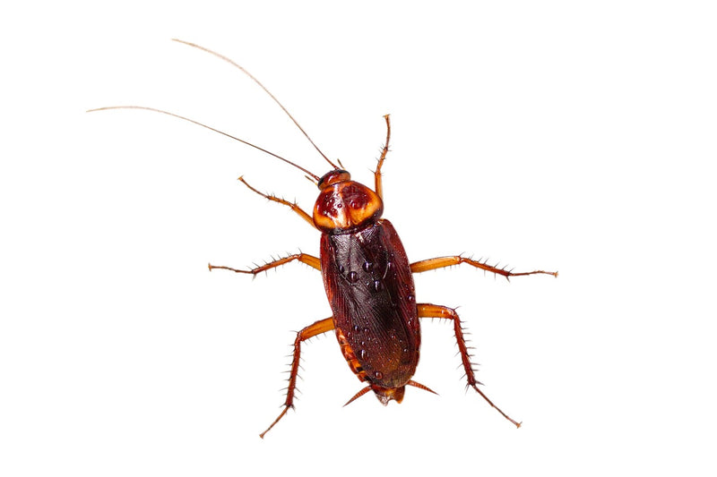 How to get rid of roaches-Best roaches killer!